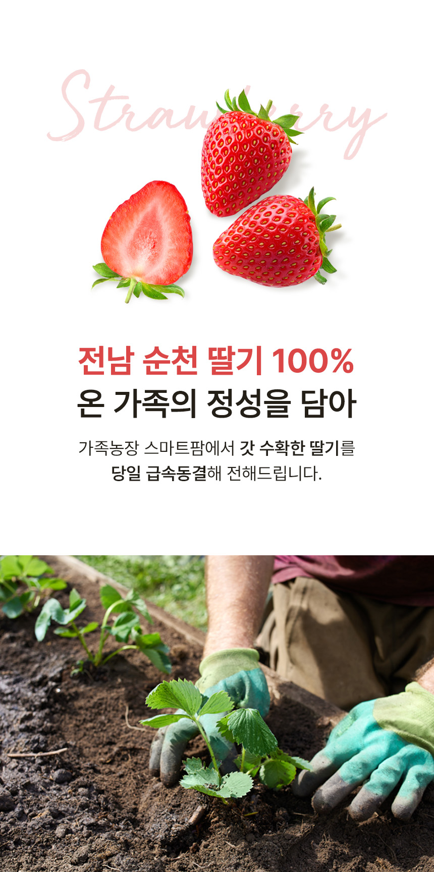상세페이지 | 푸르디농장 사르르 딸기칩 — 3